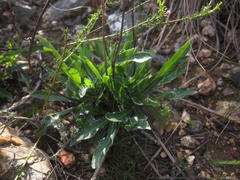 Lichtensteinia trifida trifida