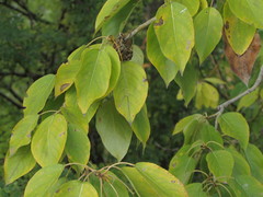 Populus suaveolens