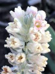 Phylica willdenowiana