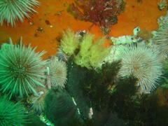 Pentacta doliolum