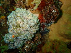 Eunephthya thyrsoidea