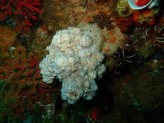 Eunephthya thyrsoidea