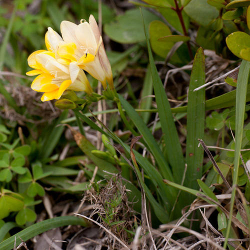 Representative image of Freesia leichtlinii