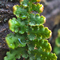 Asplenium cordatum
