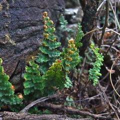 Asplenium cordatum