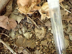 Prostemma sanguineum