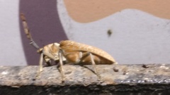Celosterna scabrator