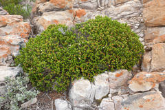 Euchaetis meridionalis