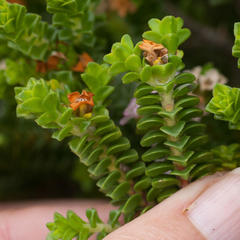 Euchaetis meridionalis