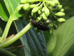 Nitidolimonius resplendens