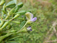 Psoralea repens