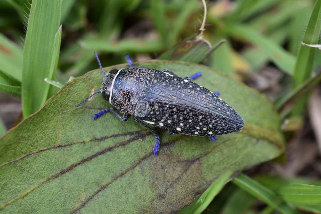 Lampetis auropunctata