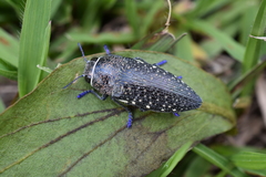 Lampetis auropunctata