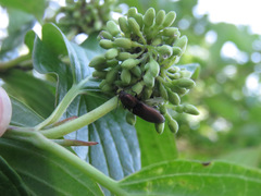 Nitidolimonius resplendens