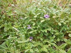 Psoralea repens