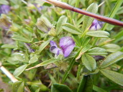 Psoralea repens
