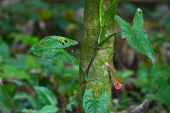 Anolis uniformis