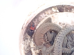 Prostemma sanguineum