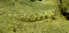 Gnatholepis anjerensis