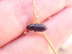 Harpalus attenuatus