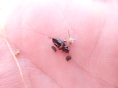 Harpalus attenuatus