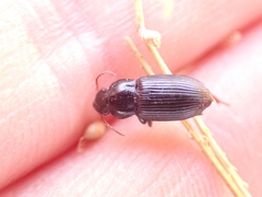 Harpalus attenuatus
