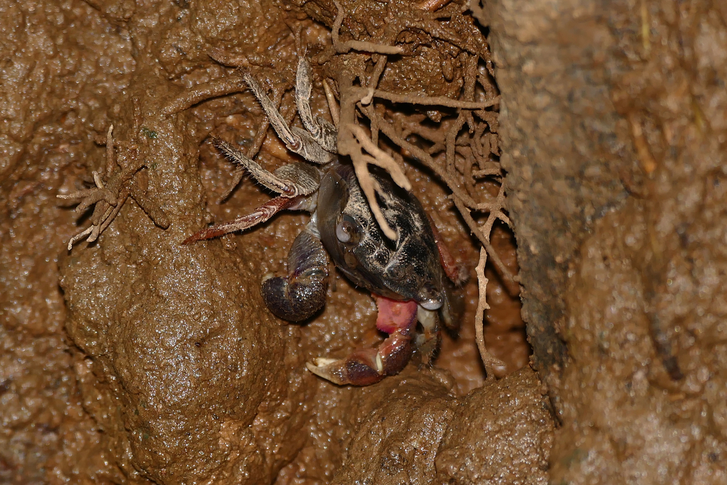 fatfinger marsh crab