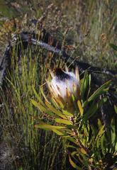 Protea longifolia