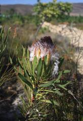 Protea longifolia