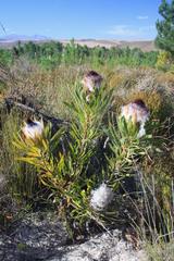 Protea longifolia