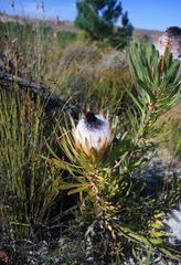 Protea longifolia