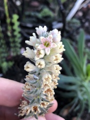 Phylica willdenowiana