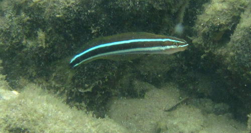 Plagiotremus rhinorhynchos