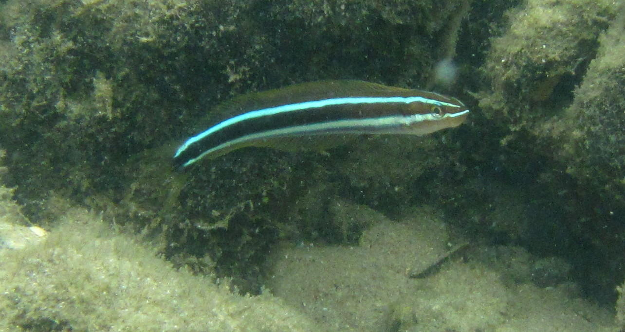 청줄베도라치, bavosa, blaustreifen-säbelzähner, blennie, blennie à bandes bleues, blue-lined blenny, blue-lined sabretooth blenny, bluestriped blenny, bluestriped fangblenny, cleaner mimic, minamiginpo, tube-worm blenny, twostripe blenny