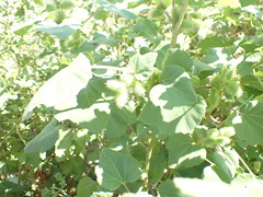 Xanthium orientale italicum