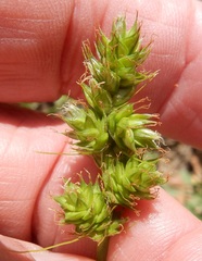 Carex muehlenbergii