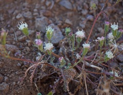Chaenactis douglasii alpina