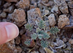 Chaenactis douglasii alpina