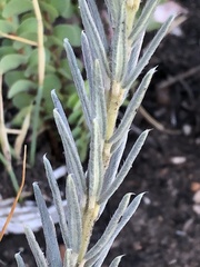 Phylica willdenowiana