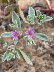 Aizoon portulacaceum