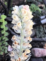 Phylica willdenowiana