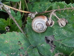 Cepaea nemoralis