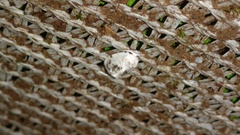 Niphopyralis