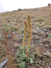 Pedicularis achilleifolia