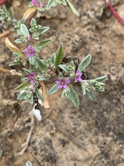 Aizoon portulacaceum