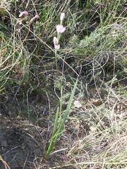 Hesperantha fibrosa
