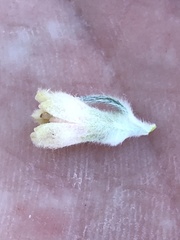 Phylica willdenowiana