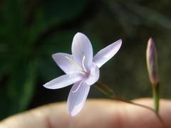 Hesperantha fibrosa