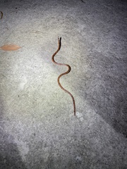 Sinomicrurus annularis