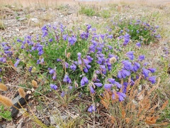 Dracocephalum peregrinum